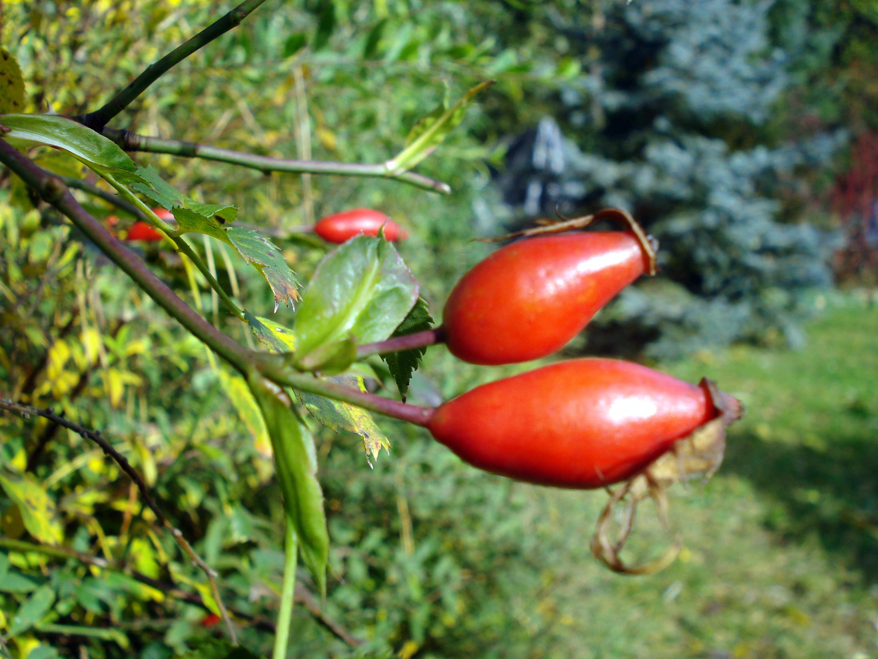 DSC01466