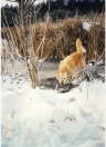 Scannen0019-2
